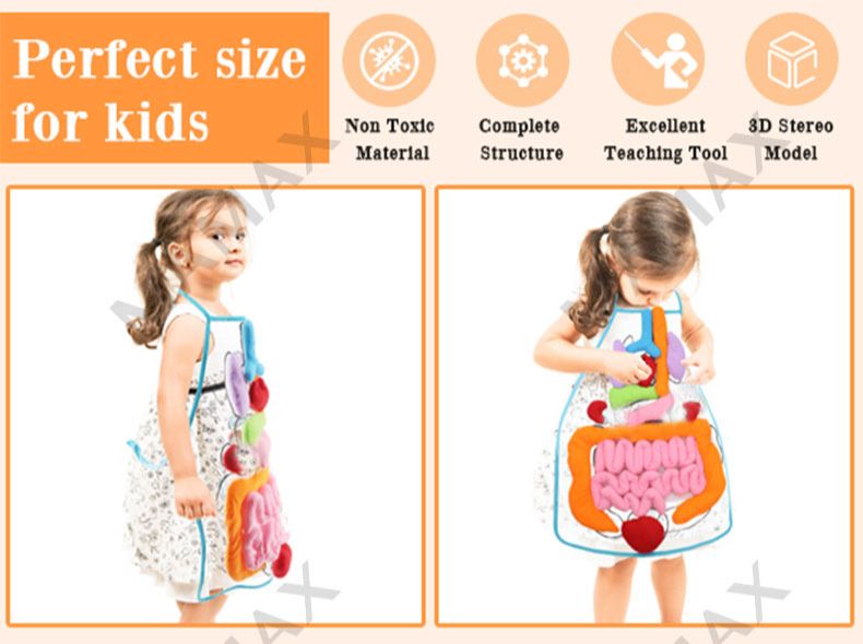 Baby Educational Montessori 3D Human Body Organs Apron STEM Toy/Preschool Teaching Aid✅