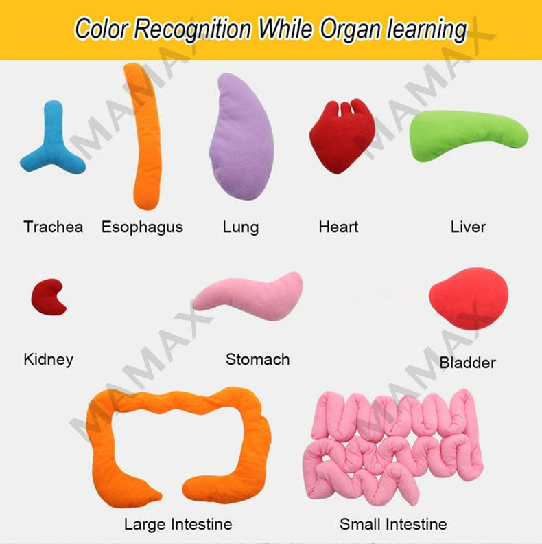 Baby Educational Montessori 3D Human Body Organs Apron STEM Toy/Preschool Teaching Aid✅