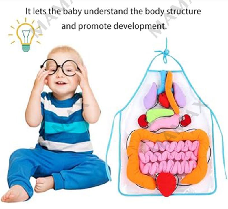 Baby Educational Montessori 3D Human Body Organs Apron STEM Toy/Preschool Teaching Aid✅